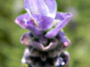 lavender-flower-detail-2