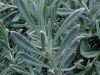 lavender-leaves