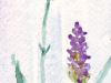 lavender-paint