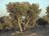 olea_europaea_01