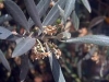 olea_europaea_06