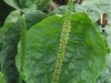 plantago_major_01