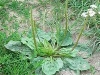 plantago_major_03