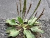 plantago_major_05