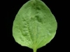 plantago_major_07