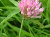 trifolium-pratense-03