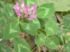 trifolium-pratense-06