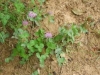 trifolium-pratense-07